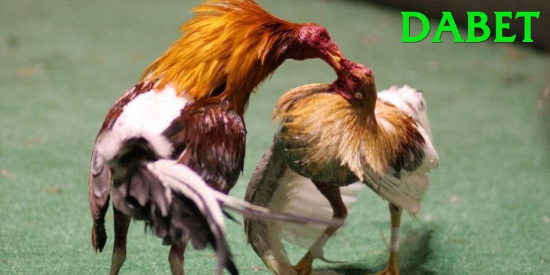 Đá Gà Trực Tiếp - Ưu đãi đặc biệt - Android